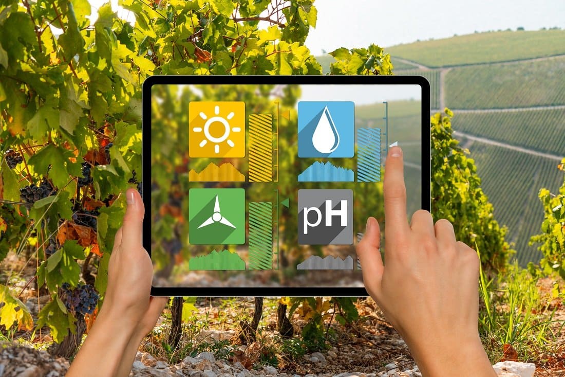Um agricultor segura um tablet em frente a um vinhedo