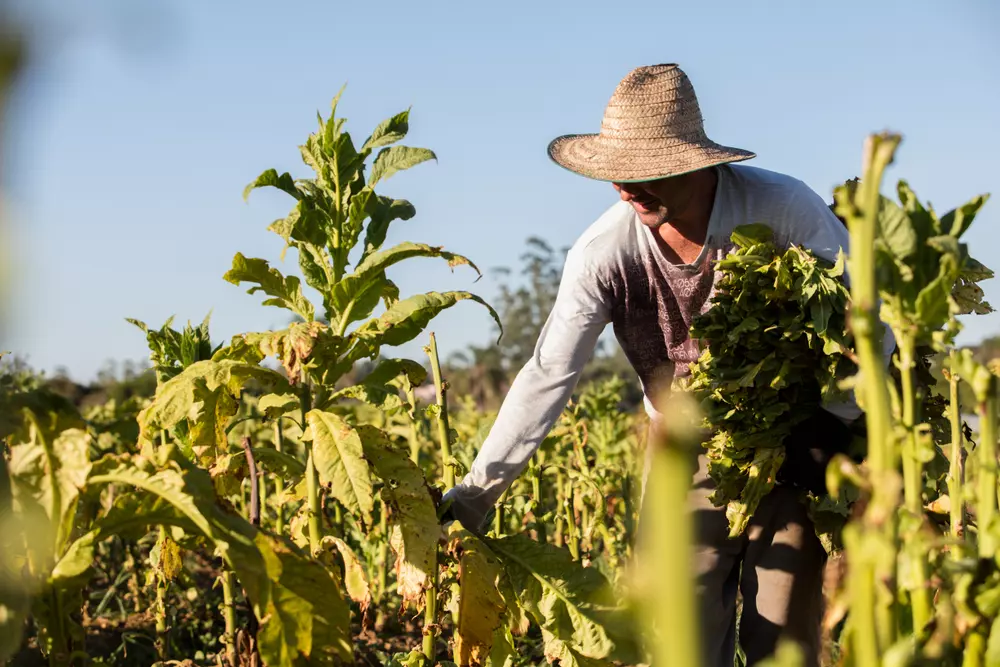 Falta de conectividade afeta o desenvolvimento agrícola, destacando a importância do satélite para o setor agrícola em áreas remotas.